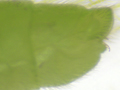Chrysoperla pallida